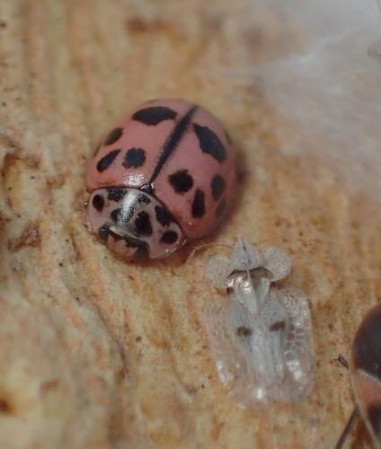 Réf. 221 674 : Oenopia conglobata